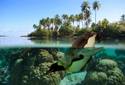 Tropical Penguin Dive