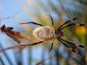 Turtle spider