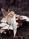 Bracket fungus