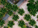 Aerial Shot Of Palm tree