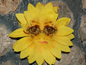 Flower Face