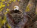 nesting