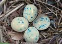 Nest eggs