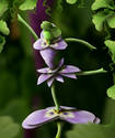 The Flower Dancer