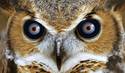 Owleyes