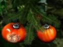 Xmas Tomatoes