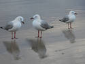 Lone Seagull shadow