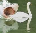 PondShark