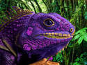 Purple Rainbow Iguana