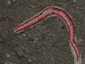 Earthworm