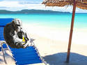 Find Your Beach, Chimp