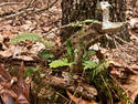 Camouflaged Rattler