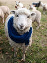  Wool Scarf