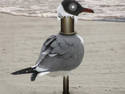 Guard gull