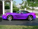 purple viper