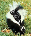 Skunk!