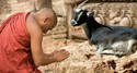 Goat being worshipped