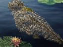 Wading Among Lilies