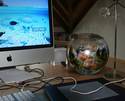 My desk, with a new tank