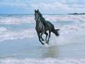 Horse on Beach