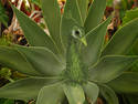 Peacock Sun Plant