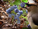 Ripe Blueberries