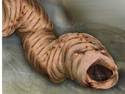 Giant Earthworm