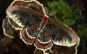 Cecropia Moth