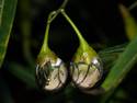 chrome berries