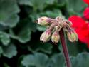 Blood Shot Eye Plant