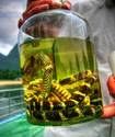 Guilin Snake Wine