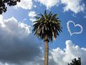 Palm tree and clouds