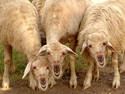 Scary Sheep