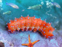 ~ Aquatic Caterpiller ~