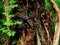 Tree Star