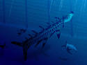 Aquatic Zebra