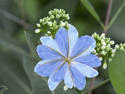 blue flower