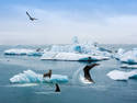 Antarctic