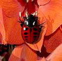 Ladybird