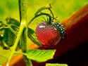 Glass Apple Plant