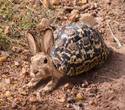 Aww...A Baby Haretoise