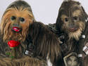 Wookie Love