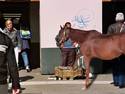 Equine Shoe Shine update