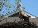 Stork nest