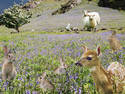 Blue Bell Feast