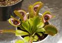 Venus Eye Trap