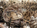 Pinecone Snake