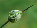 Onion Bloom