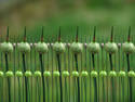 Wild Onion Bulbs In 3D