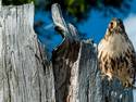 Red Tailed Watcher